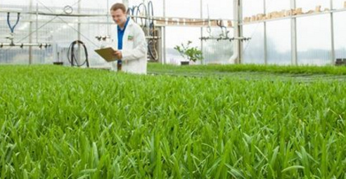 SCOTTS MIRACLE GROW DEVELOPING A GLYPHOSATE-RESISTANT GE TURF GRASS